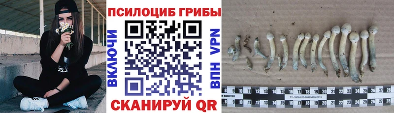 Галлюциногенные грибы Psilocybe  Раменское 